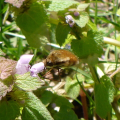 Bombylius major