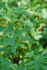 Hydrocotyle geraniifolia