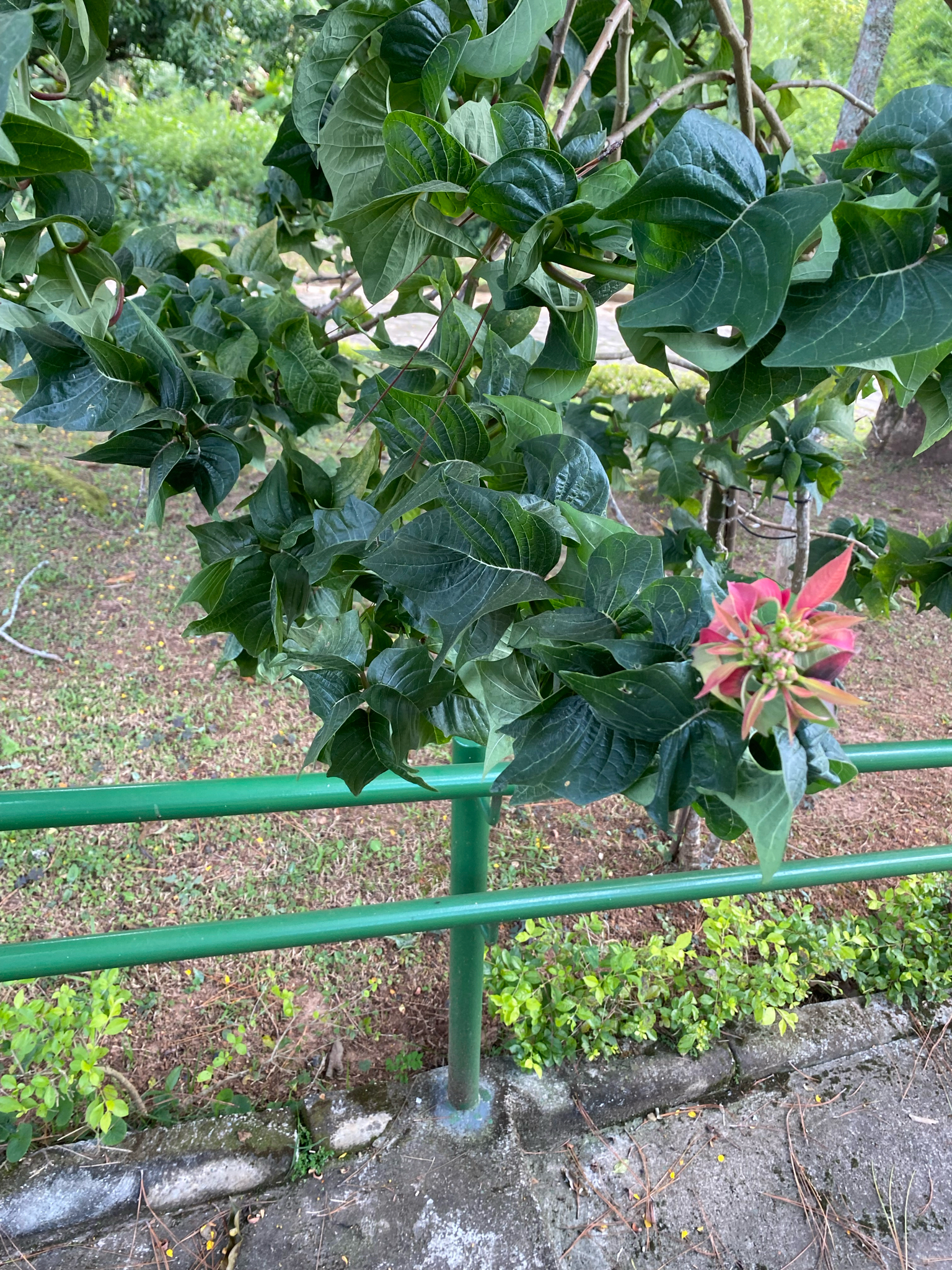Euphorbia pulcherrima