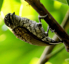 Picumnus squamulatus