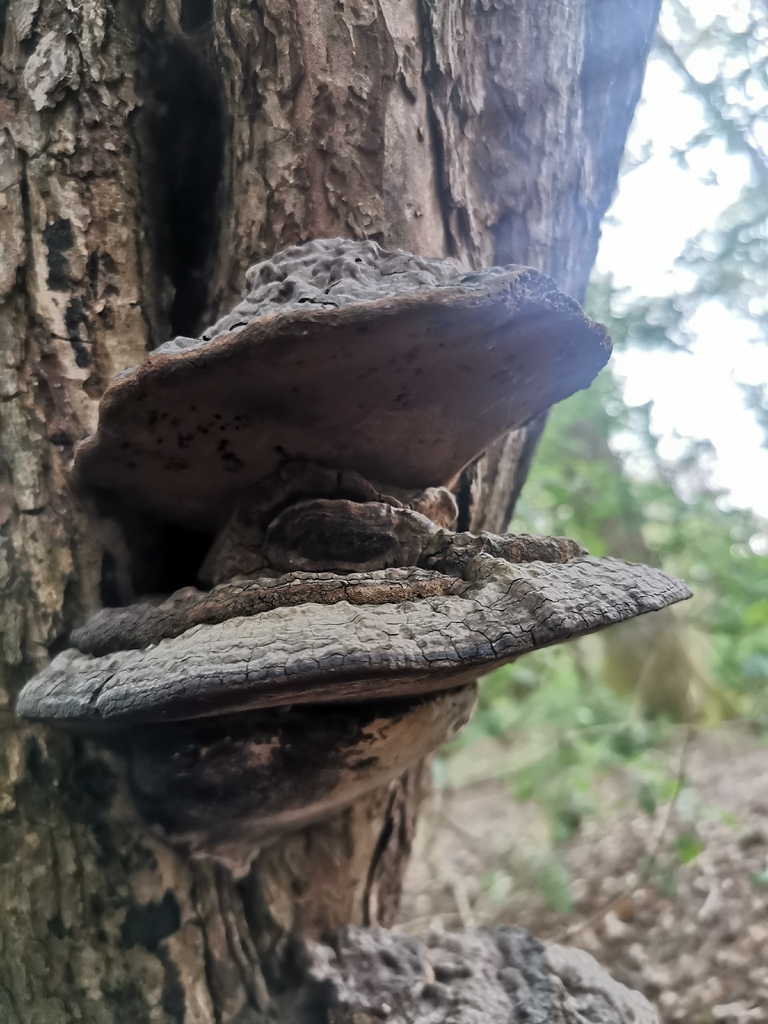 Ganoderma applanatum · April 2026 · photo: © mothyogurt (iNaturalist, cc-by)