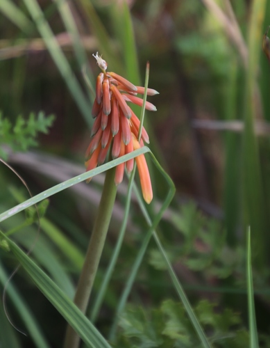 Salmon Poker (Kniphofia galpinii)