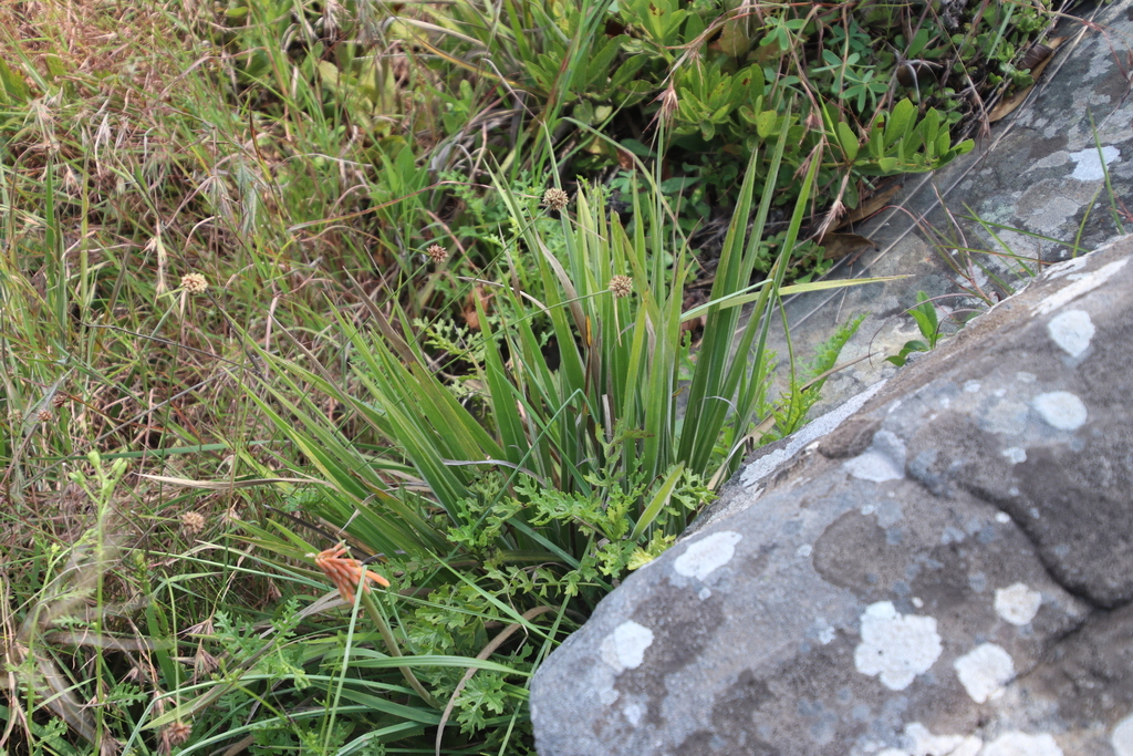 Kniphofia galpinii; photograph (c) Tony Rebelo, some rights reserved (CC BY-SA)