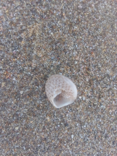 Trochus nigropunctatus observed 2026-04-26