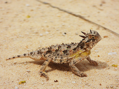 Texas Horned Lizard photo 2