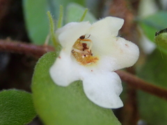 Codonanthe devosiana