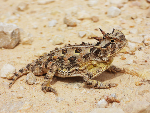 Texas Horned Lizard