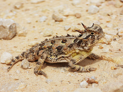 Texas Horned Lizard photo 1
