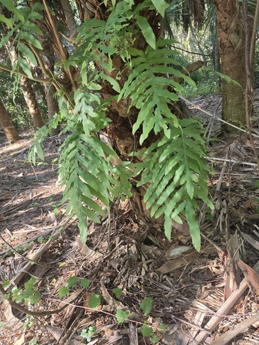 Phlebodium aureum