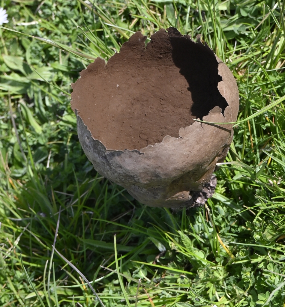 Lycoperdon utriforme · April 2026 · photo: © tuenf (iNaturalist, cc-by)