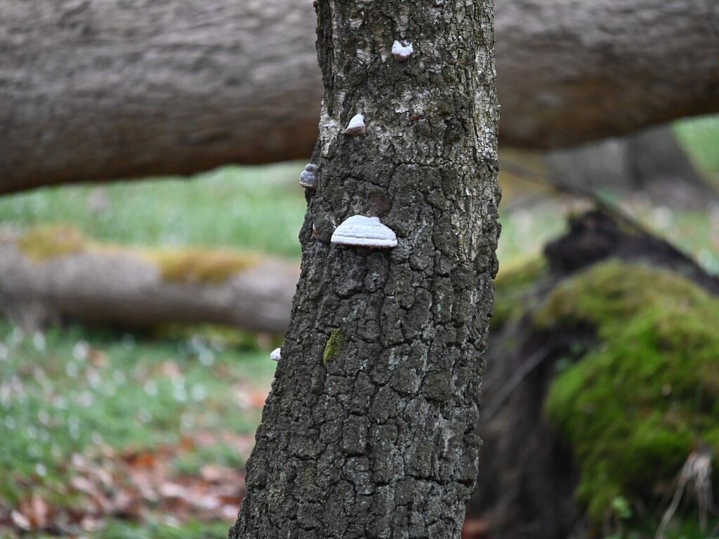 Fomes fomentarius · April 2026 · photo: © anita712 (iNaturalist, cc0)