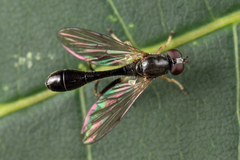 Sphegina