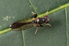 Sphegina