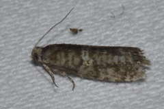 Epinotia tedella