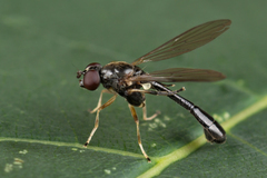Sphegina