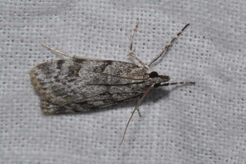 Large Grey