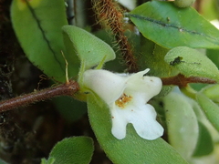 Codonanthe devosiana