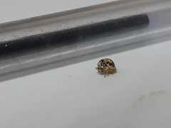 Psyllobora confluens