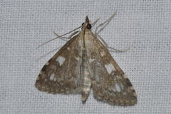 Udea olivalis