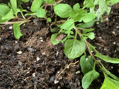 Stethaulax marmorata