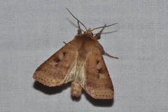 Diarsia mendica