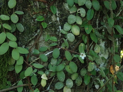 Codonanthe devosiana