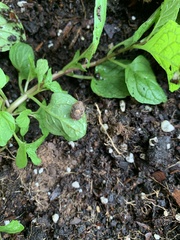 Stethaulax marmorata