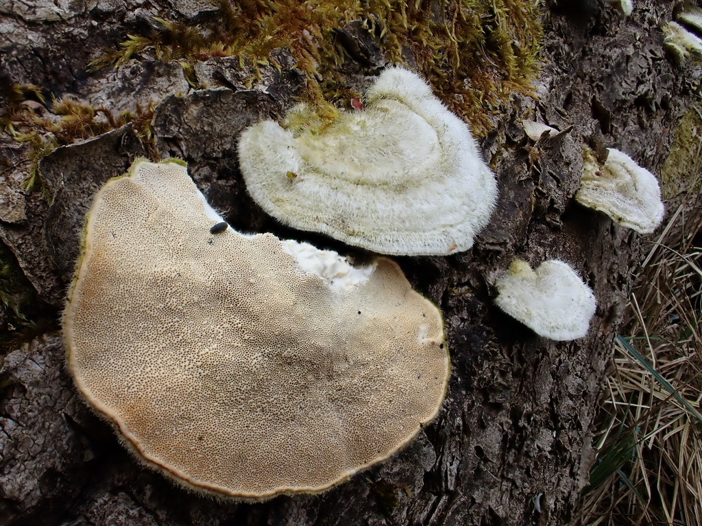 Trametes hirsuta · April 2026 · photo: © anita712 (iNaturalist, cc0)