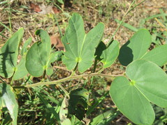 Bauhinia vespertilio