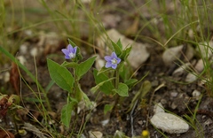 Convolvulus siculus