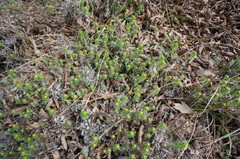 Cruciata taurica