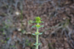 Cruciata taurica