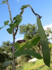 Bauhinia vespertilio