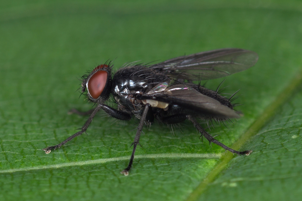 Dark-winged Flesh fly