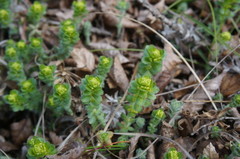 Cruciata taurica