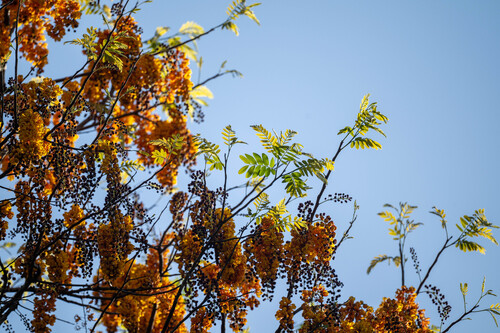 Cassia moschata observed 2026-03-14