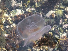 Aurelia aurita