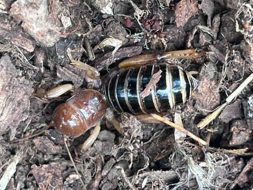 North American Jerusalem Crickets