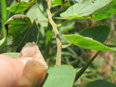Bauhinia vespertilio
