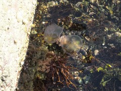 Aurelia aurita