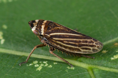 Aphrodinae