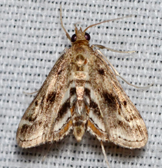 Parapoynx obscuralis