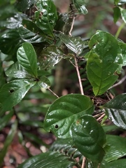 Combretaceae