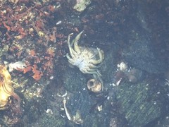 Carcinus maenas