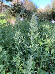 Poa arachnifera