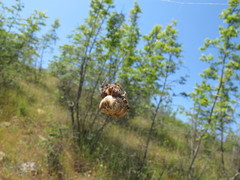 Araneus grossus