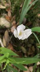 Zephyranthes drummondii