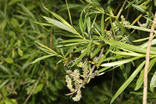 Foto de Salix viminalis