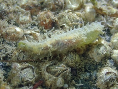 Flabelligera affinis image
