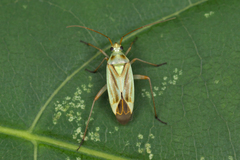 Stenotus binotatus